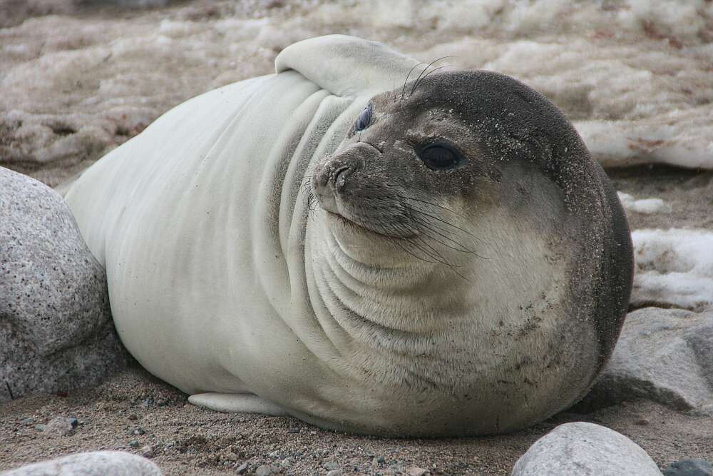 Image of South Atlantic Elephant-seal