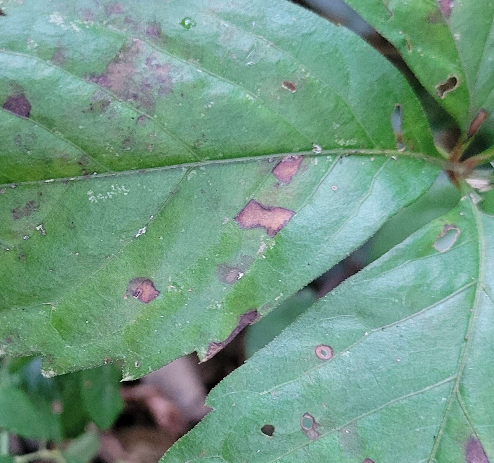 Image of Phyllosticta parthenocissi K. Zhang, N. Zhang & L. Cai 2013