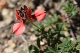 Indigofera digitata Thunb.的圖片