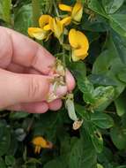 Imagem de Crotalaria vitellina Ker. Gawl.