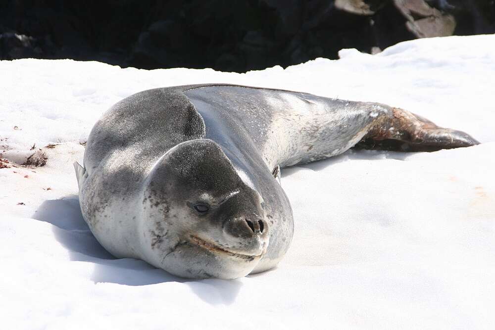 Image of leopard seal