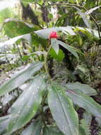 Costus montanus Maas的圖片