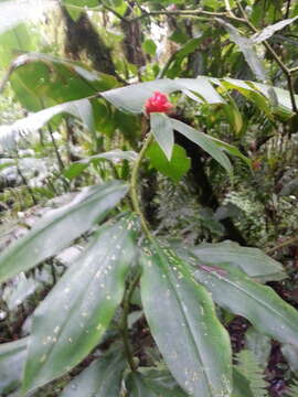 Image of Costus montanus Maas