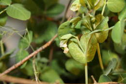 Image of Pisum sativum var. macrocarpum