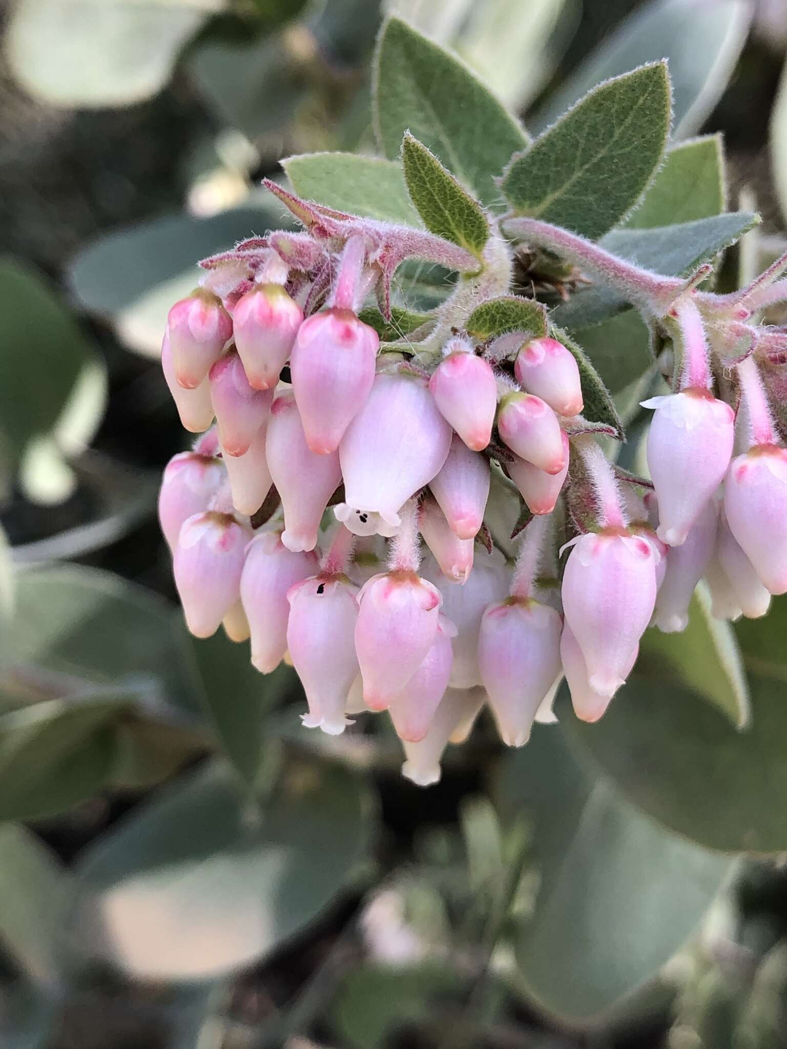 Слика од Arctostaphylos auriculata Eastw.