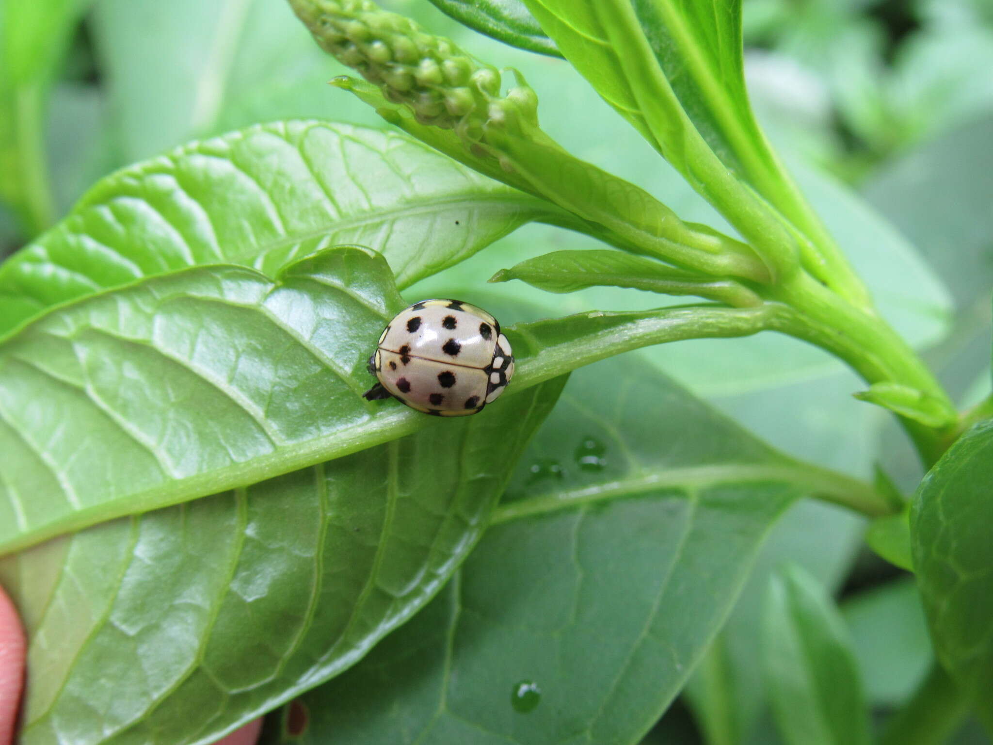 Image of <i>Neda callispilota</i> Guérin