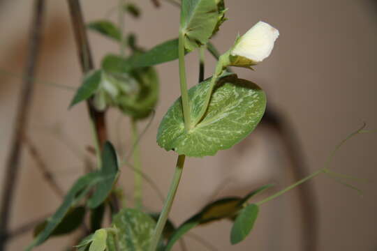 Image of Pisum sativum var. macrocarpum