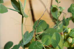 Image of Pisum sativum var. macrocarpum