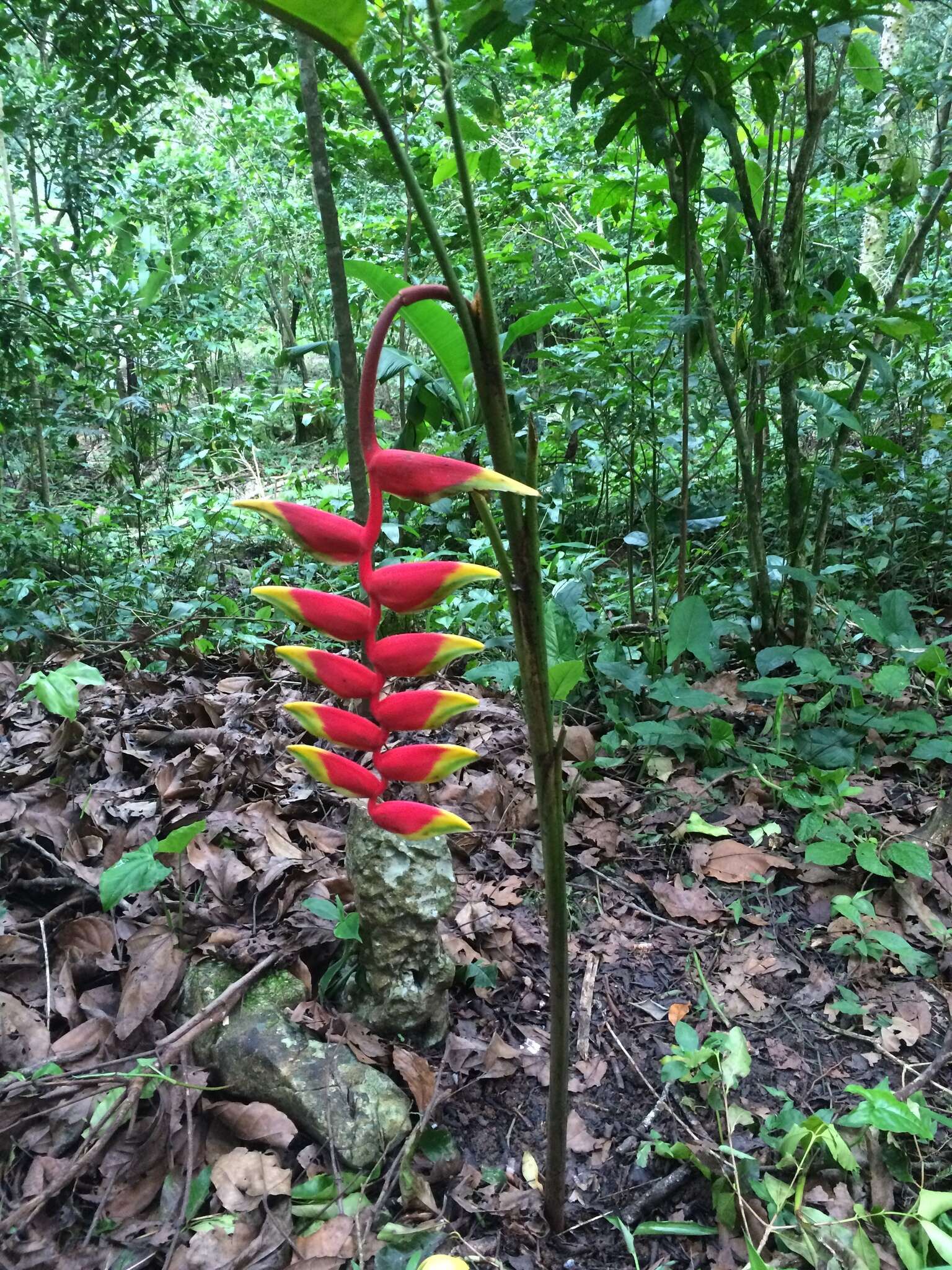 Image of false bird of paradise