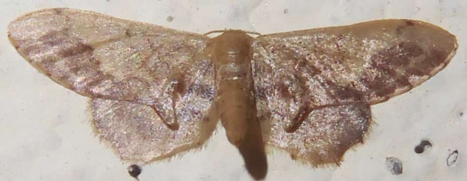 Image of Idaea violacea Hampson 1891