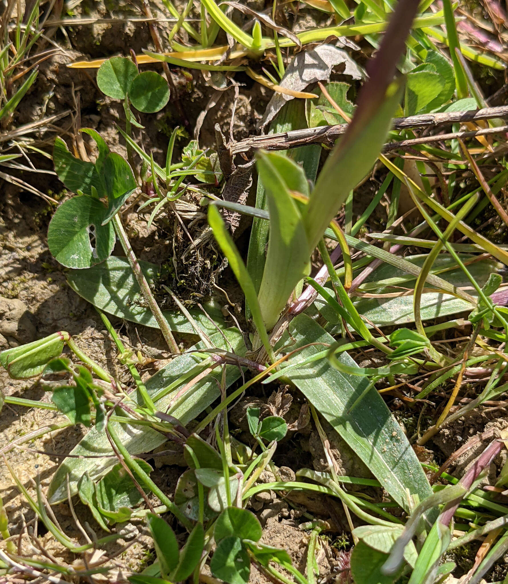 Image of Anacamptis morio subsp. morio