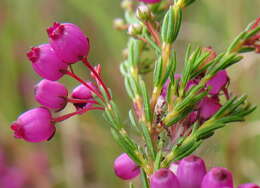 Image of Erica multumbellifera Tausch