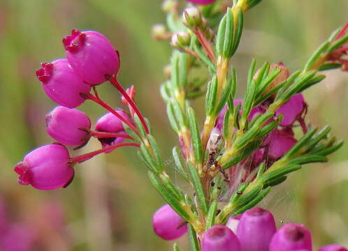 صورة Erica multumbellifera Tausch