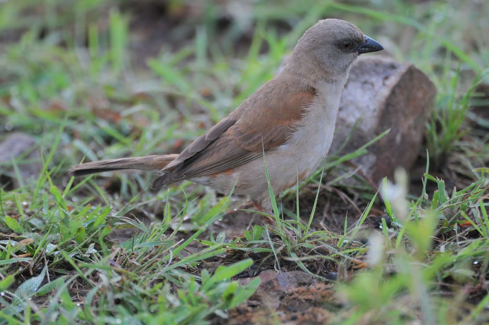 Image of Grey-headed Sparrow