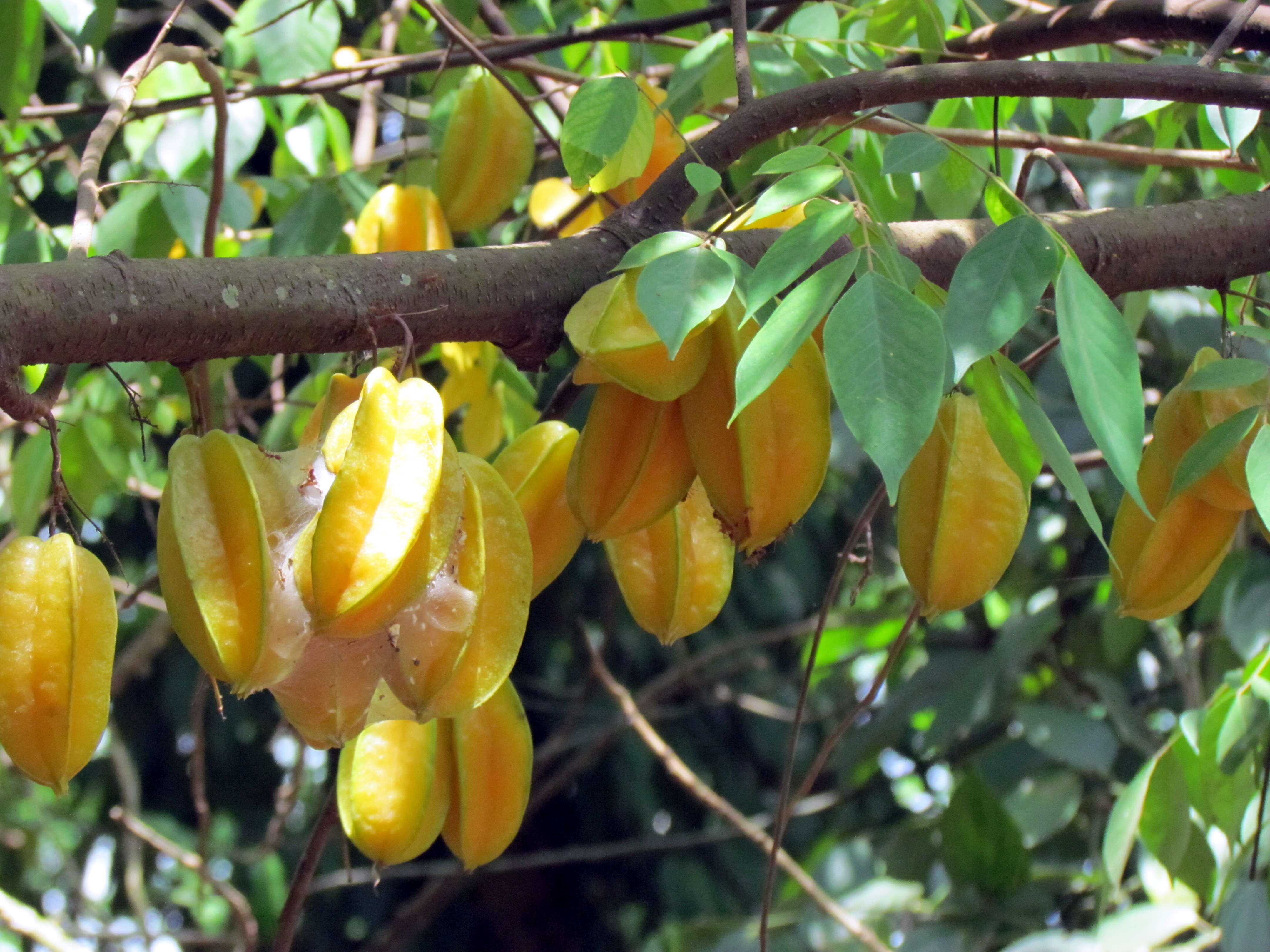 Image of carambola