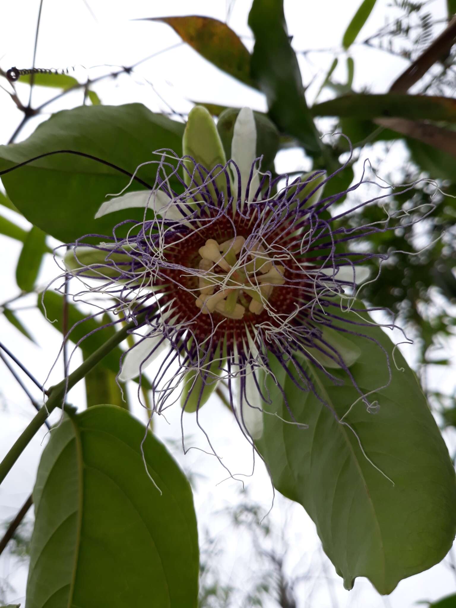 Image of Passiflora acuminata DC.