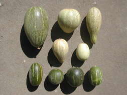 Image of winter squash