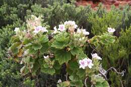 Слика од Pelargonium cucullatum subsp. cucullatum