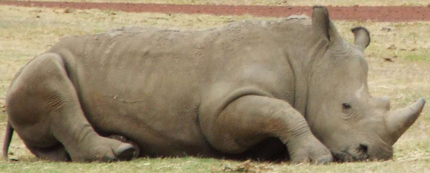 Image of Grass Rhinoceros