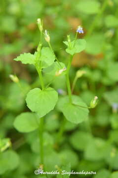 Image of Lobelia alsinoides Lam.