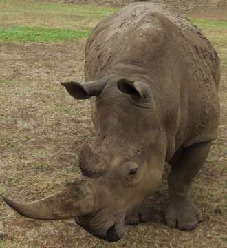 Image of Grass Rhinoceros