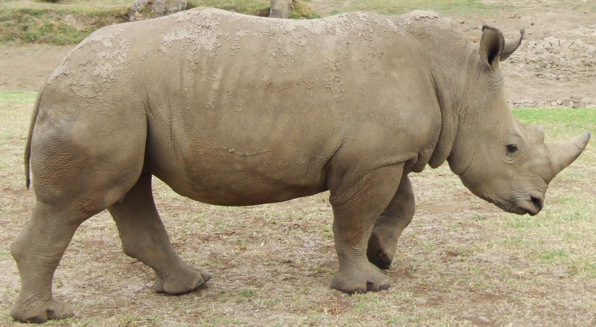 Image of Grass Rhinoceros