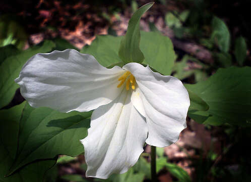 Imagem de Trillium grandiflorum (Michx.) Salisb.