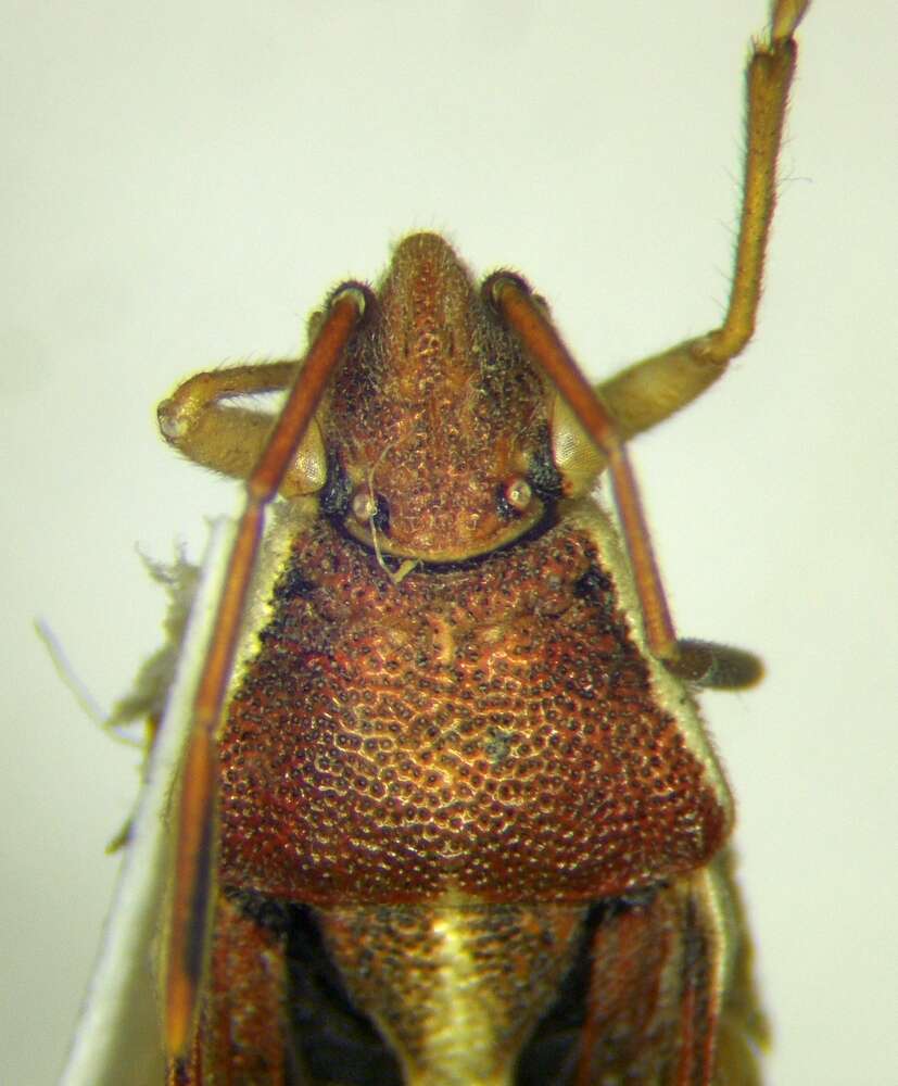 Image of Maccevethus corsicus Signoret 1862