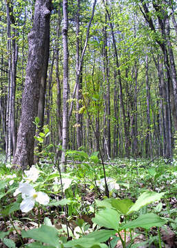 Image of White trillium