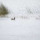 Image of Chiloe Wigeon