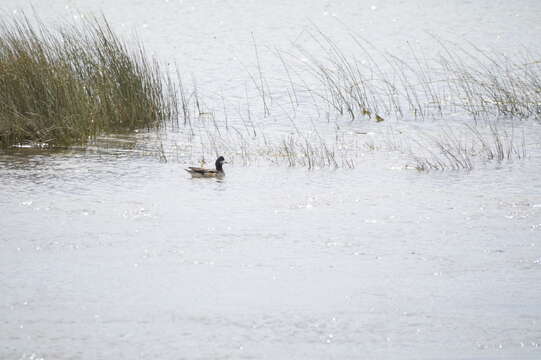 Image of Chiloe Wigeon