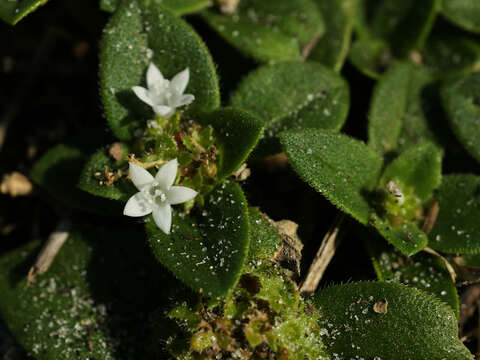 Image of rough Mexican clover