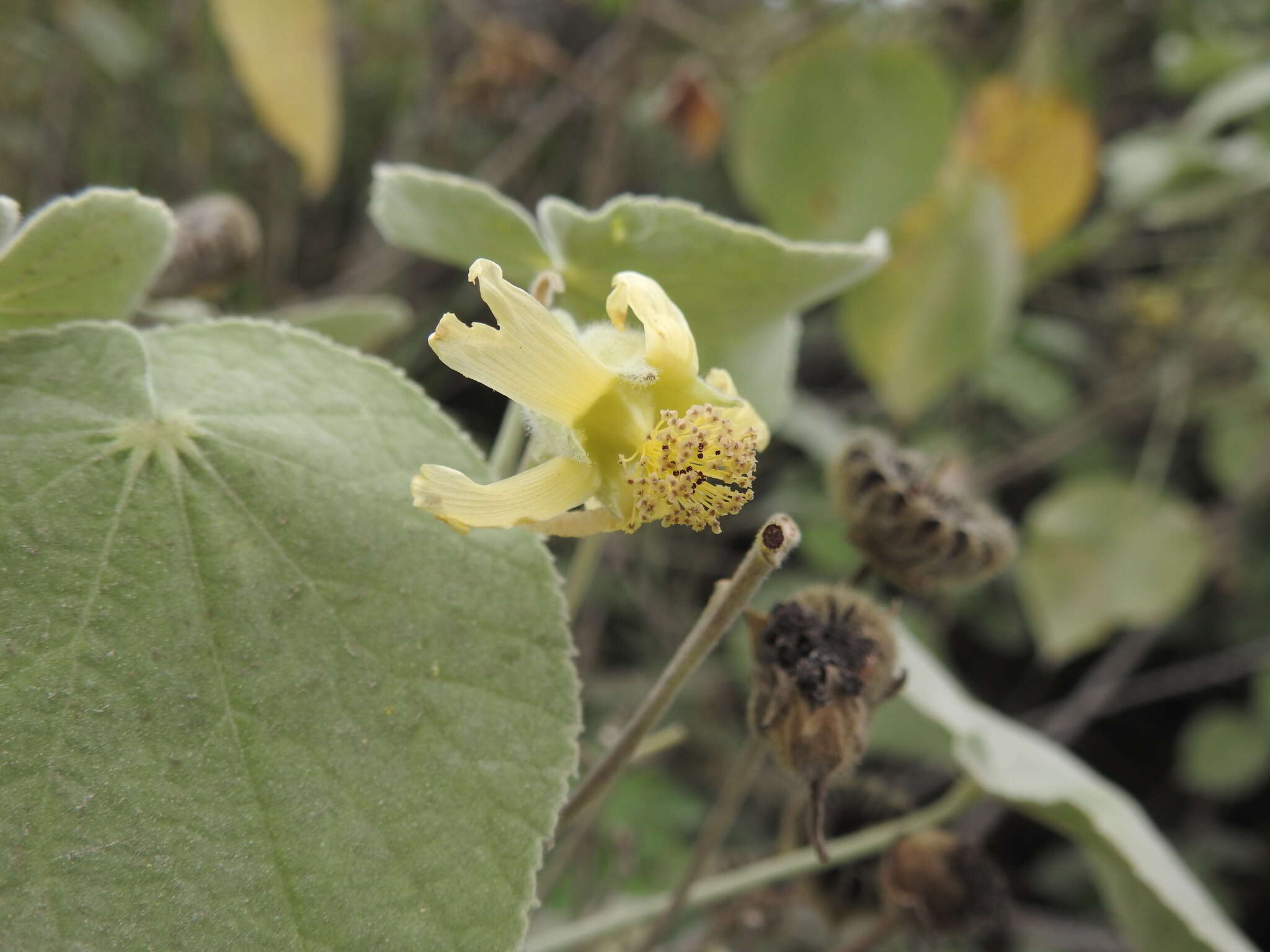 Image of Abutilon ibarrense Kunth