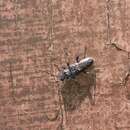 Image of Old-house borer