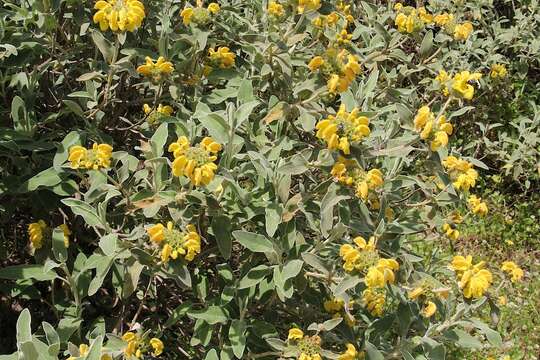 Image of shrubby Jerusalem sage