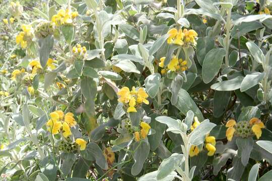 Image of shrubby Jerusalem sage