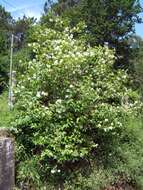 Imagem de Philadelphus coronarius L.