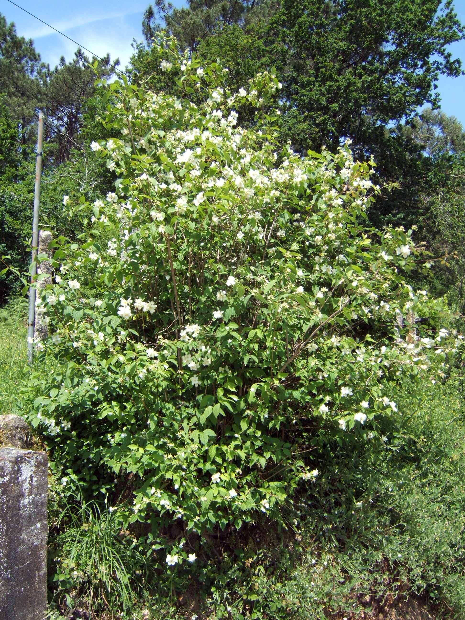 Imagem de Philadelphus coronarius L.