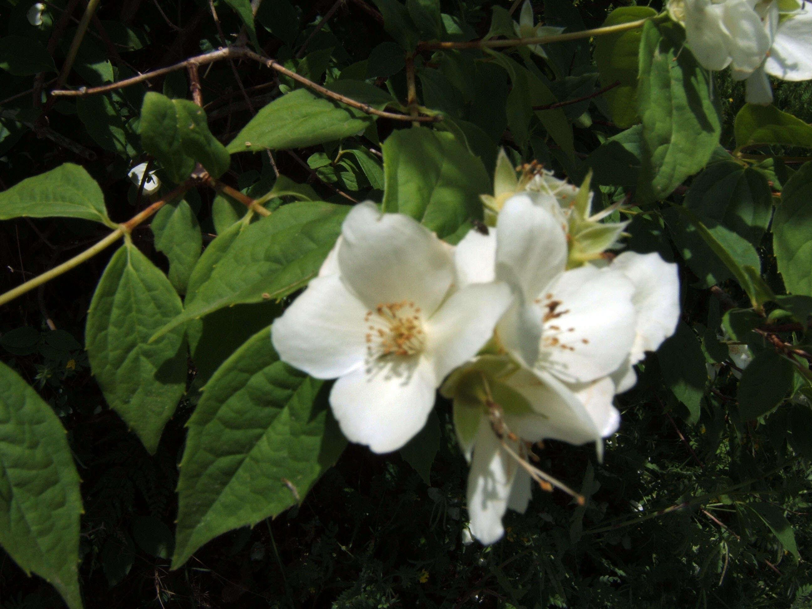 Image of sweet mock orange