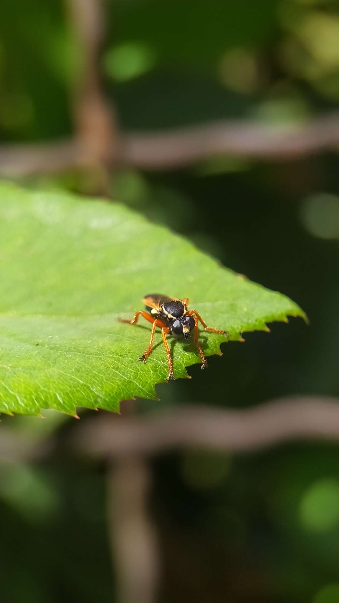 Image de Saropogon nigronasutum Bigot 1878