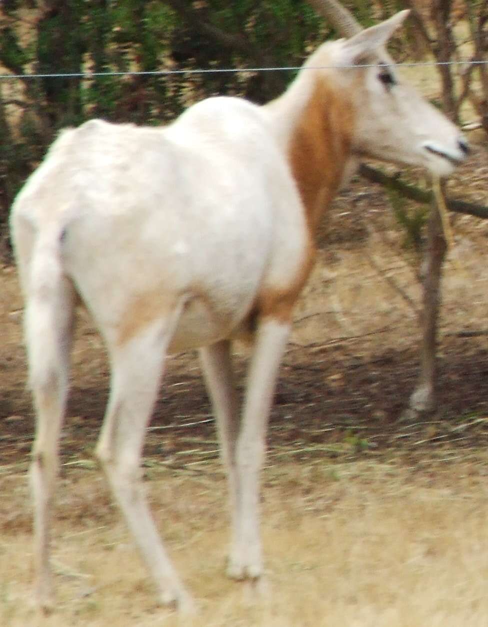 Image of Scimitar-horned Oryx