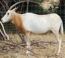 Image of Scimitar-horned Oryx