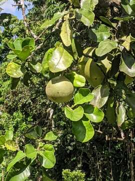 Plancia ëd Citrus aurantium L.