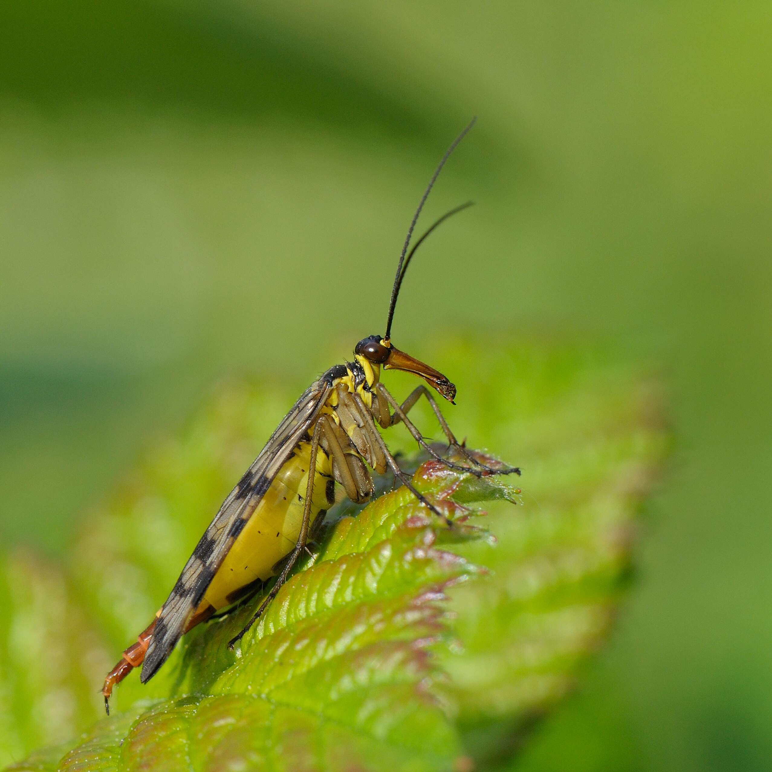 Image of Common scorpionfly