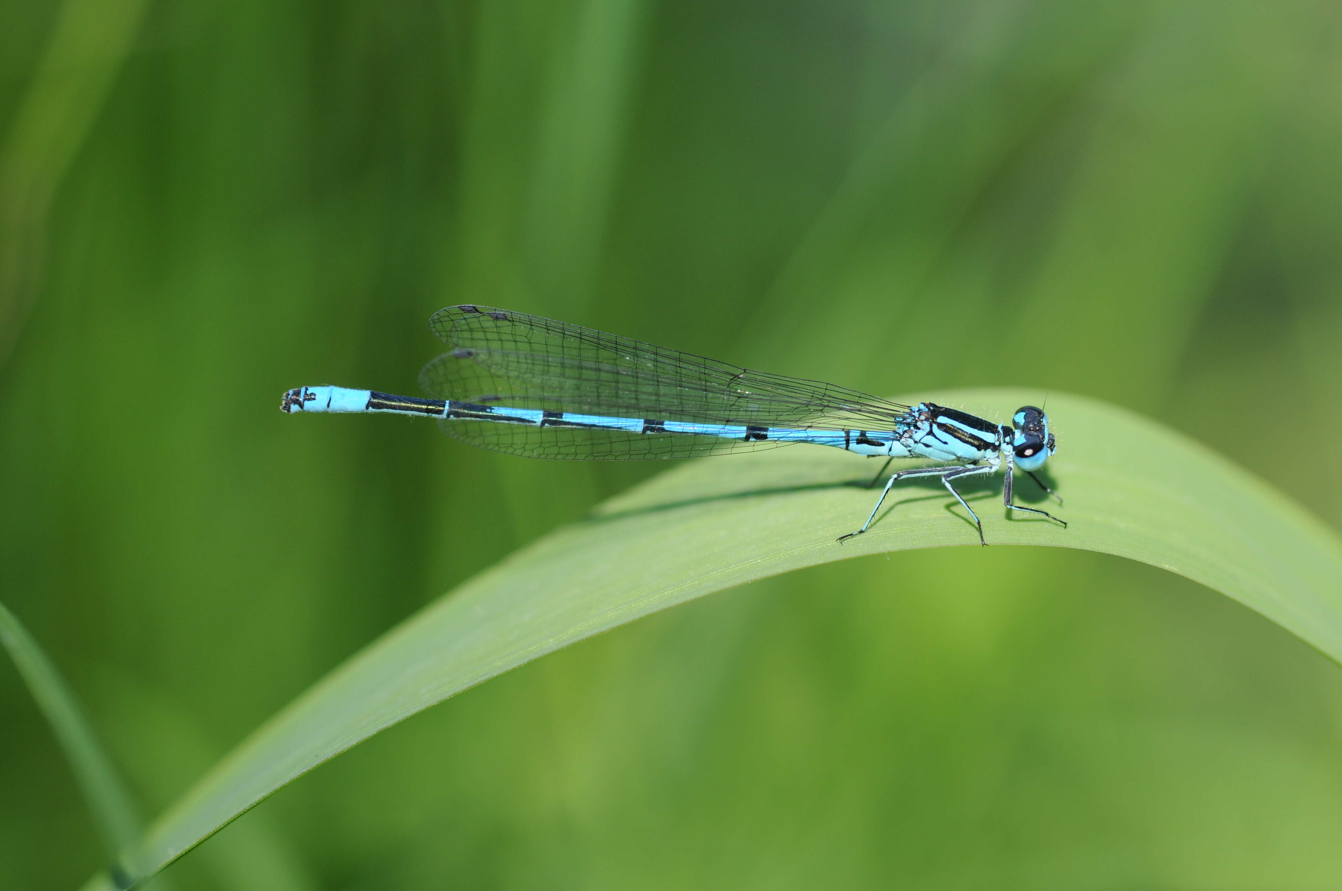 Image of Azure Bluet