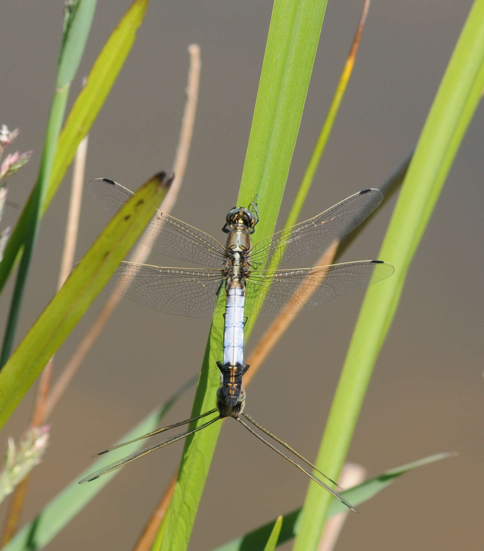 Sivun Orthetrum albistylum (Selys 1848) kuva