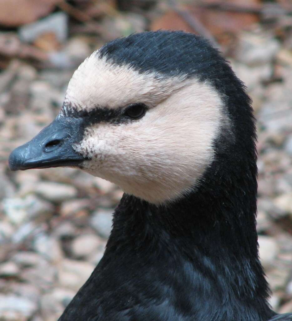 Image of Hawaiian goose