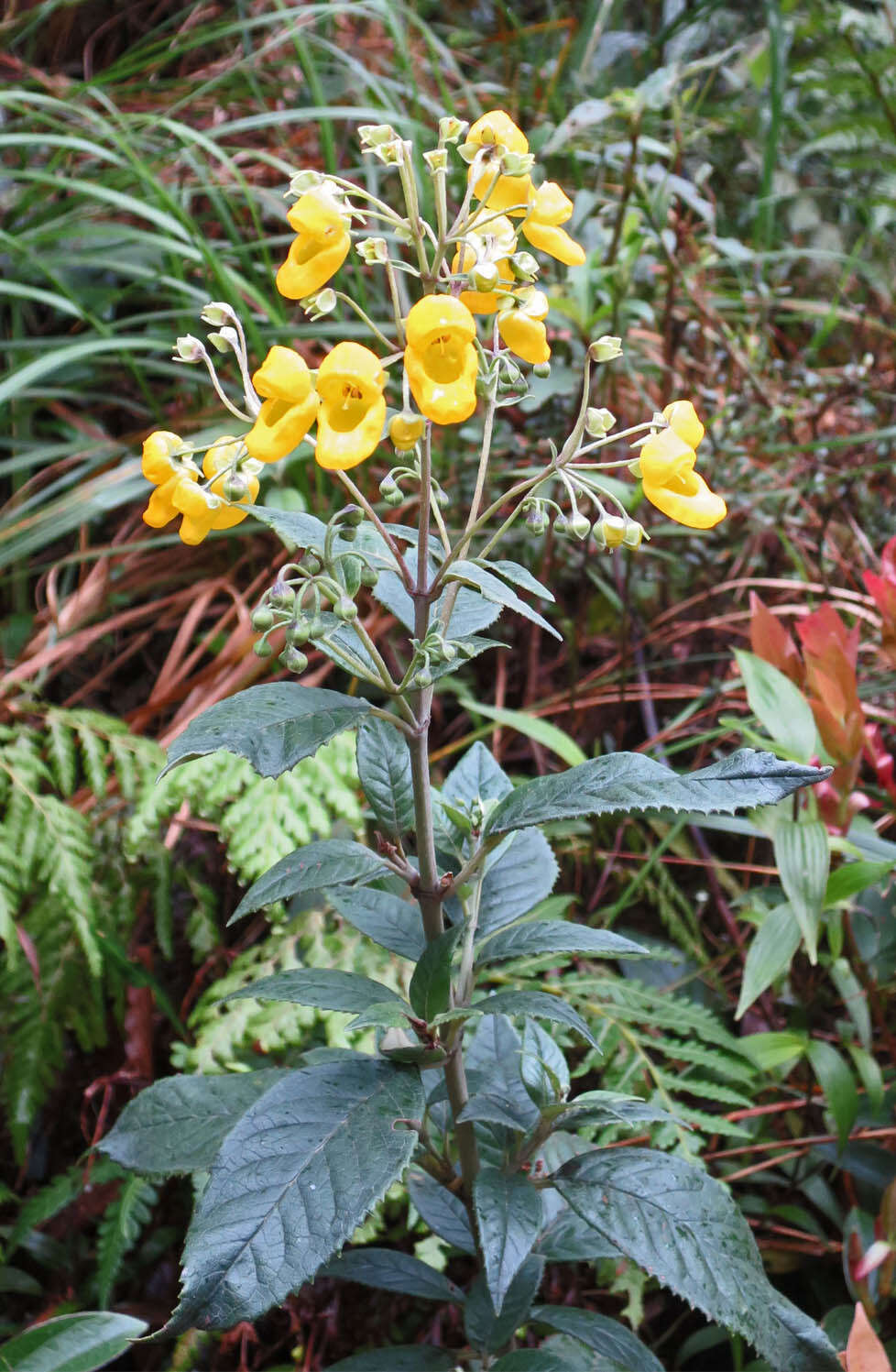 Image of Calceolaria oxyphylla U. Molau