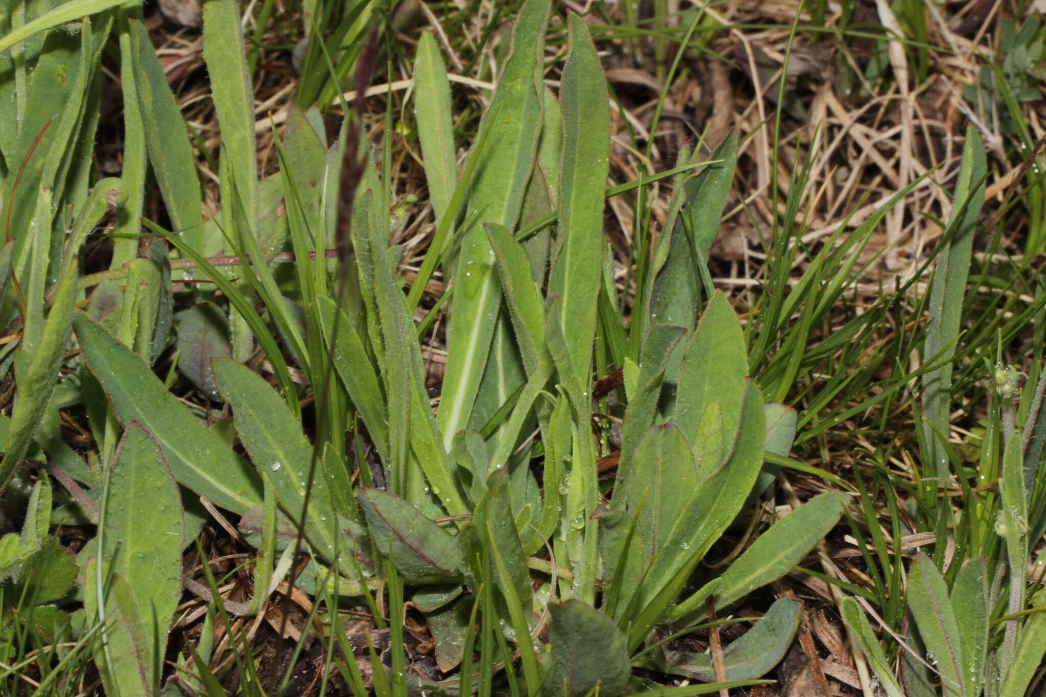 Pilosella bauhini resmi