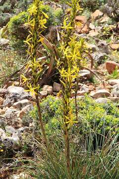 Image de Asphodeline lutea (L.) Rchb.